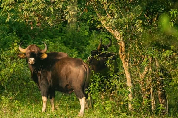 Dairy cattle and green surroundings in Kerala